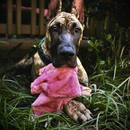 Great Dane Puppies from Paxton Great Danes