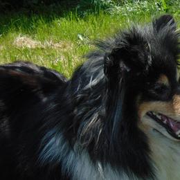 Shetland Sheepdogs and Toy Shetland Sheepdogs from Elaraia Shetland Sheepdogs