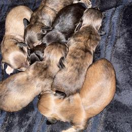 Dachshund Puppies from M.H.P Dachshunds
