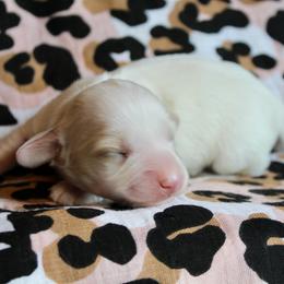 Girl 2 - Piebald female Dachshund puppy in Laurel, Mississippi from Kissinger Dachshunds