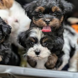 Lisa - Black and white female Shihpoo puppy in Coshocton, Ohio from Forever Family Puppies