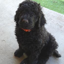 CARBON - Black male Poodle puppy in Aurora, Colorado from Simply Amazing Doodles