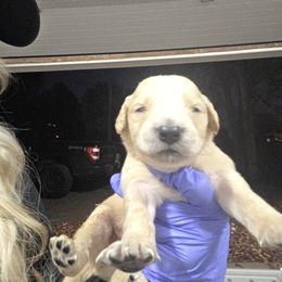 Cocoa - Golden male Golden Retriever puppy in Greenbrier, Tennessee from Glambleberry Goldens