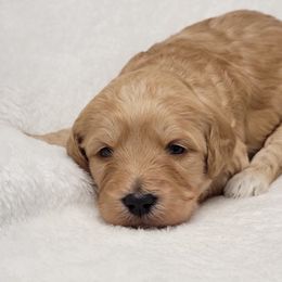 Goldendoodle Puppies from Lake Village Doodles