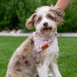 Piper - Aussiedoodle