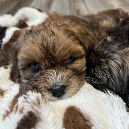 Rusty - Merle male Shihpoo puppy in Mason, Illinois from Rockiń N Kennel