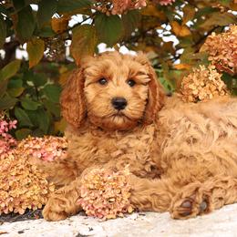 Sam - Apricot male Australian Labradoodle puppy in Williamstown, New York from Lewis Manor Labradoodles