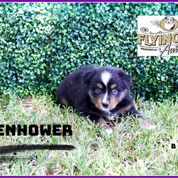 Eisenhower - Black tri male Miniature Australian Shepherd puppy in Madisonville, Texas from Flying LL Aussies
