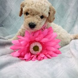 Assorted Doodle Crosses, Shihpoo, and Shih Tzu Puppies from Curls & Paws Canines