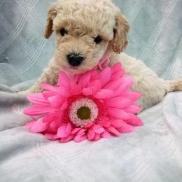 Assorted Doodle Crosses, Shihpoo, and Shih Tzu Puppies from Curls & Paws Canines