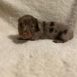 Reno - Dapple male Dachshund puppy in Humphreys, Missouri from Foster’s Dachshunds
