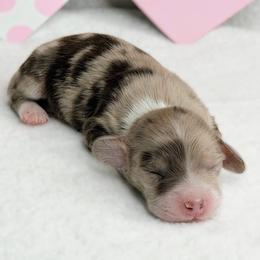 Dachshund Puppies from RRD