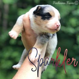 Sparkler - Blue merle female Australian Shepherd puppy in Tallapoosa, Georgia from Foxhaven Farms Aussies