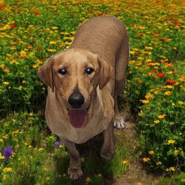 Annie - Labrador Retriever