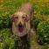 Annie