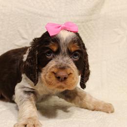 English Springer Spaniel Puppies from Mossy Creek Springers