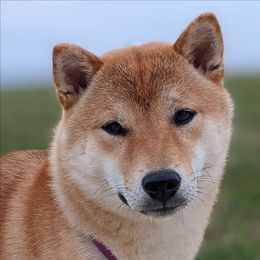 Kuma - Red female Shiba Inu puppy in Grand Rapids, Michigan from Takikawa Shiba Inu