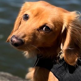 Red - Dachshund