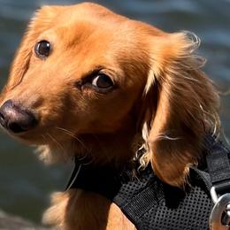 Red - Dachshund