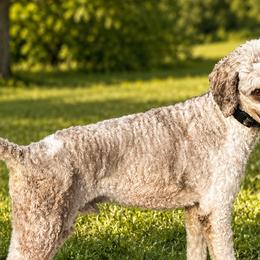 Bernedoodles and Poodles from Mid-West Bernedoodles