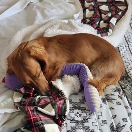Dachshund All Grown Up from Dix n’ Dot Dachshunds