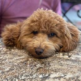 Skeeter - Goldendoodle