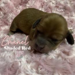 Chanel - Red female Dachshund puppy in Waseca, Minnesota from Dragonfly Doxies