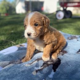 Boy 7 - Red male Bernedoodle puppy in Spring Hill, Florida from Ohana Doodles