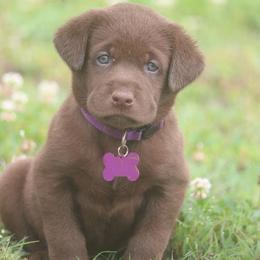 Purple Girl - Chocolate female Labrador Retriever puppy in Capron, Virginia from Triple Creek Kennel