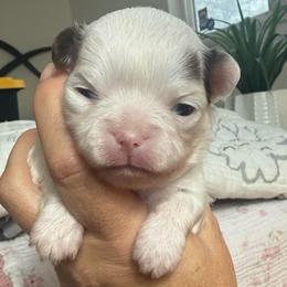 Vixon - Chocolate and white female Chihuahua puppy in Citrus Heights, California from Golden State Chihuahuas
