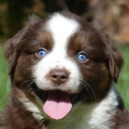 Aussiedoodles, Miniature American Shepherds, and Miniature Australian Shepherds from North Lake Aussies