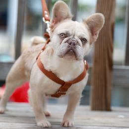 Jessica Rabbit - French Bulldog