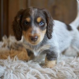 Dachshund Puppies from Dachshund Den