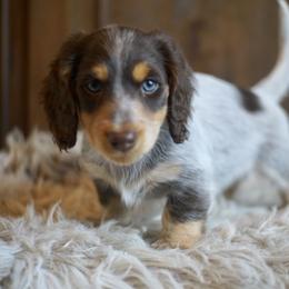 Dachshund Puppies from Dachshund Den