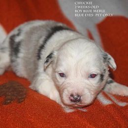 Chuckie - Blue merle male Miniature Australian Shepherd puppy in Patterson, North Carolina from DreamLine Aussies