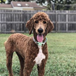 Chloe  - Poodle