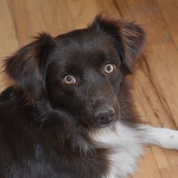 Chloe - Miniature Australian Shepherd