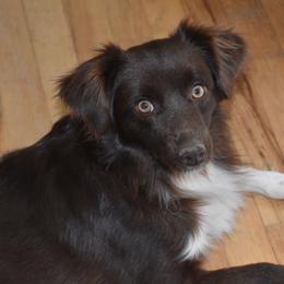 Chloe - Miniature Australian Shepherd