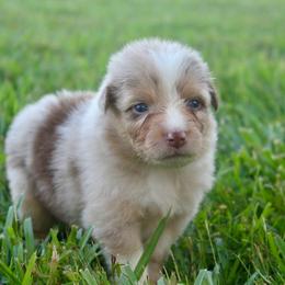 Queen of Hearts - Red merle female Australian Shepherd puppy in Star City, Arkansas from Blush & Lace Aussie Co.