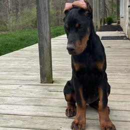 Rosie - Black and rust female Doberman Pinscher puppy in Bruce Township, Michigan from Eminent Dobermans