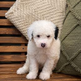 Cash - Black and white male Sheepadoodle puppy in Norwood, Missouri from Neuroth Pup Co.
