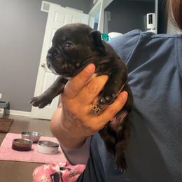 Sparky - Black male French Bulldog puppy in Bolingbrook, Illinois from Flores Frenchies