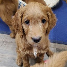 Goldendoodle Puppies from Rustic Road Doodles