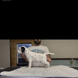 Dalmatian puppies from Arcadia Kennels