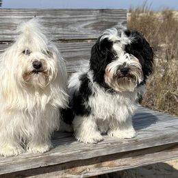 Havanese from Portree