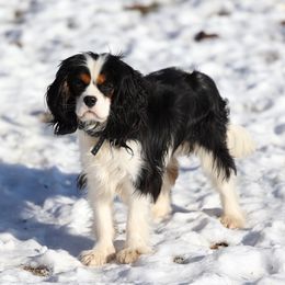Bucket - Cavalier King Charles Spaniel