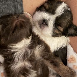 Buddy (the Elf) - Tricolor male Shih Tzu puppy in Taylorsville, North Carolina from Blue Ridge Shih Tzus