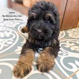 Cinder - Phantom female Bernedoodle puppy in Grove, Oklahoma from Guinn Family Farms