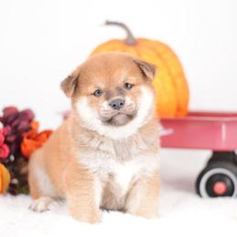 Peach Lightning -FULL AKC REGISTRATION- - Red male Shiba Inu puppy in Neosho, Missouri from Kenny Cave K9s