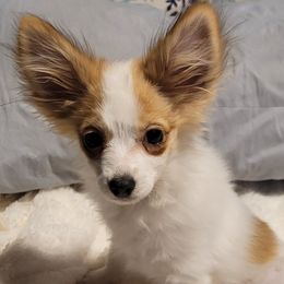 Papillon Puppies from Pam Firestone Bailey